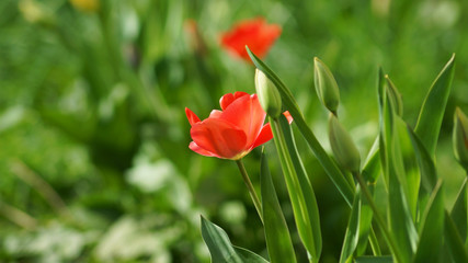 Red tulips