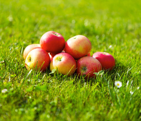 Äpfel im Gras