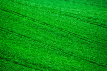 Green grass fields  suitable for backgrounds or wallpapers, natural seasonal landscape. 