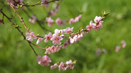 Cherry Tree, pink blossom tree