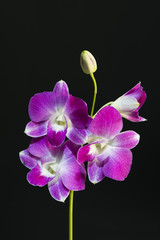 Beautiful purple orchid flowers