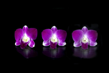 Beautiful purple orchid flowers