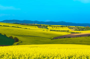 Rapeseed yellow field in spring with blue sky,  natural eco seasonal floral background