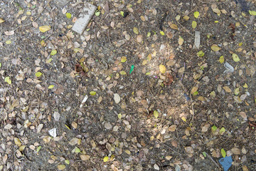 Floor leaves dry autumn