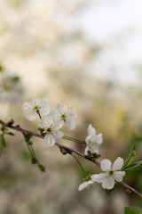 Cherry blossom branches with copy space