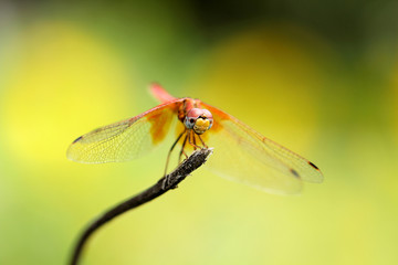 dragonfly in green