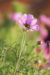 Cosmos flower in field