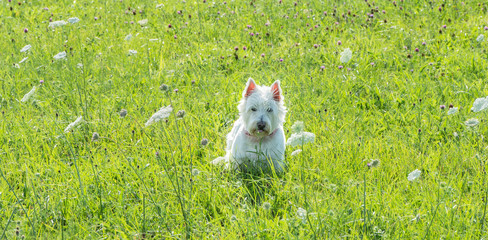 west highland white terrier