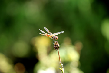 dragonfly in green