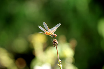 dragonfly in green