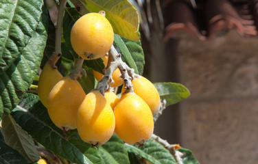 Bunch of ripe loquats in tree.