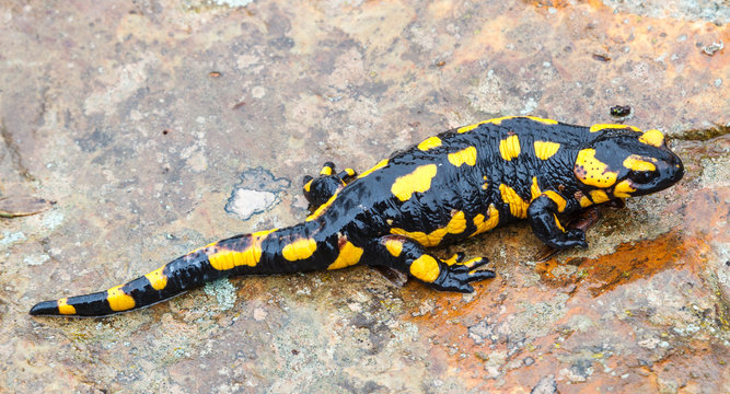 Salamandra Com&uacute;n sobre roca h&uacute;meda.