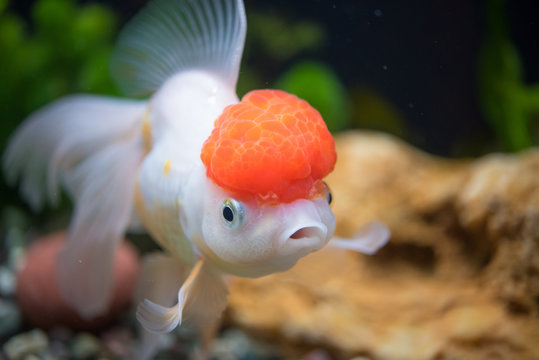 1 109 Best Oranda Goldfish Images Stock Photos Vectors Adobe Stock 1 109 Best Oranda Goldfish Images Stock Photos Vectors Adobe Stock