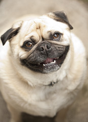 Obraz premium jolly pug portrait