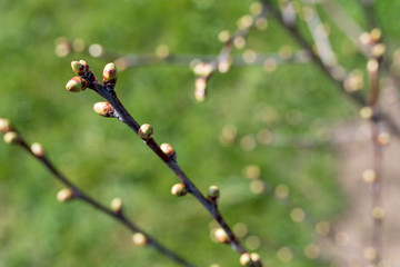 Kirschknospen im Sonnenlicht