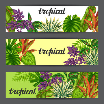Banners with tropical plants and leaves. Image for advertising booklets, banners, flayers