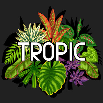 Background with stylized tropical plants and leaves. Image for advertising booklets, banners, flayers, cards, textile printing