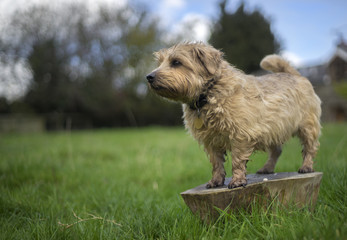Terrier on Log in Welsh Landscape