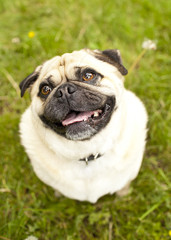 Fototapeta premium daydreaming pug