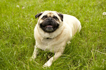 lounging pug