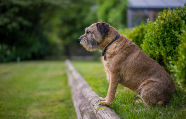Terrier on Log in Welsh Landscape