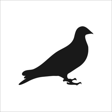recommend clip art: Dove pigeon simple icon on background