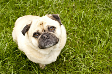 Obraz premium pug sittiing in long grass