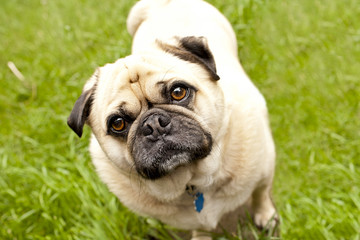 standing pug