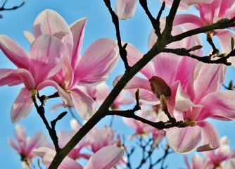 Magnolienblüte