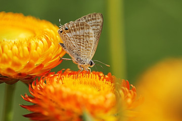 butterfly on flower