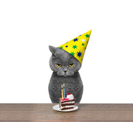 British cat celebrating birthday with piece of cake - 107227121