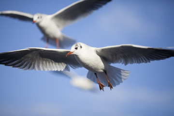 Obraz premium 2 Möwen