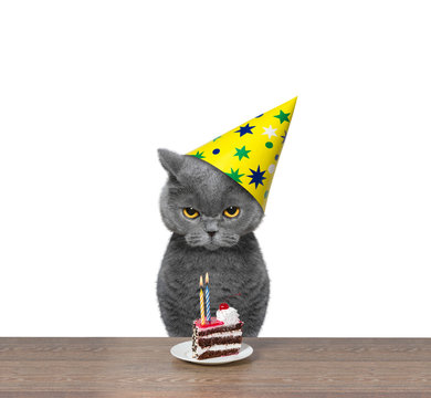British cat celebrating birthday with piece of cake
