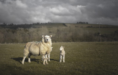 Sheep with spring lambs in Cotswold Landscape. Cheltenham, UK
