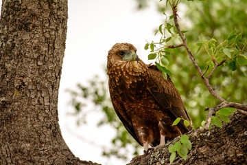 Wahlberg's Eagle sitting in a tree