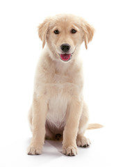Obraz premium Sitting Puppy Golden Retriever
