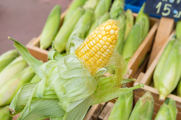 Fresh Corns on the wood basket at corn market