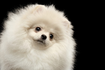 Closeup Furry Cute White Pomeranian Spitz Dog Funny Looking, isolated