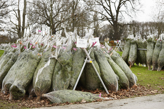 Netted Christmas trees, cut pine trees in rows. 