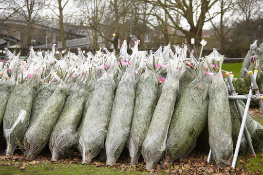 Netted Christmas trees, cut pine trees in rows. 