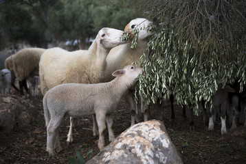 Sheep and Lambs. Turkey - obrazy, fototapety, plakaty