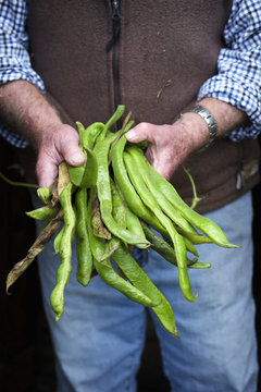 A man holding a handful of long vivid green runner beans, fresh vegetables. 
