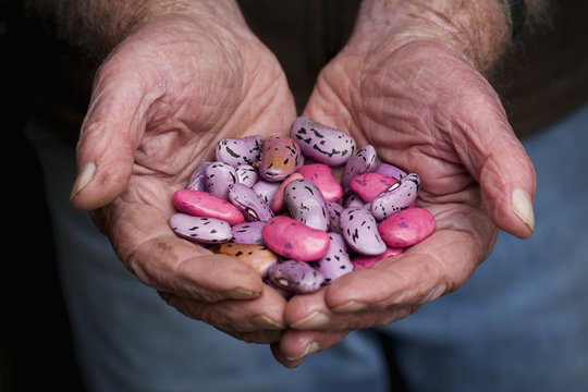 A man holding a handful of runner bean seeds, speckled pink, purple and brown. 