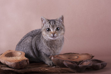 Кошка