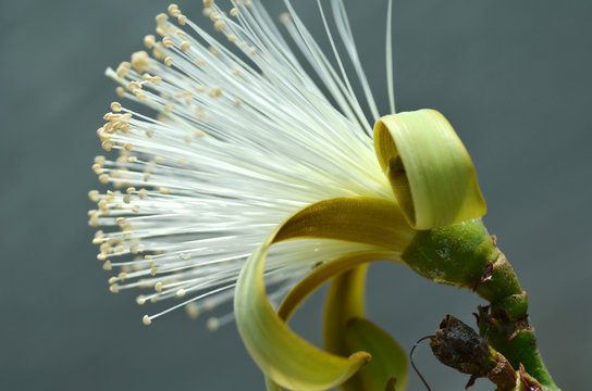 Detail flower of shaving bush tree