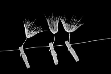 Dandelion seeds with small, wooden laundry nippers and thin metallic wire on black background