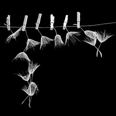 Dandelion seeds with small, wooden laundry nippers and thin metallic wire on black background