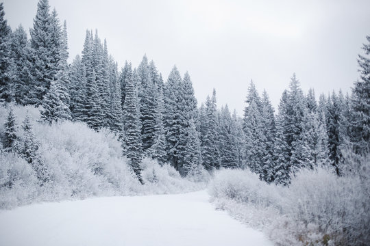 View of snow covered forest in winter