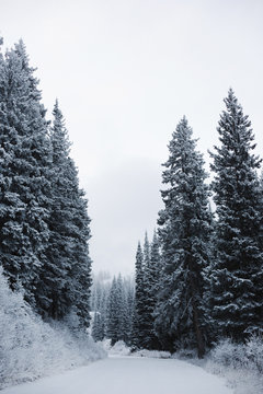The mountains in winter, a path through pine trees in thick snow. 