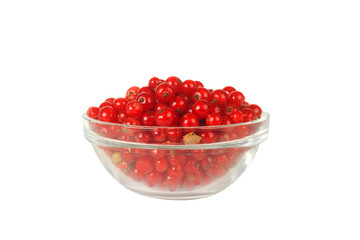 red currant